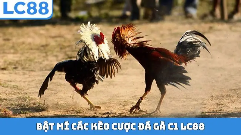 Bật mí các kèo cược đá gà C1 LC88