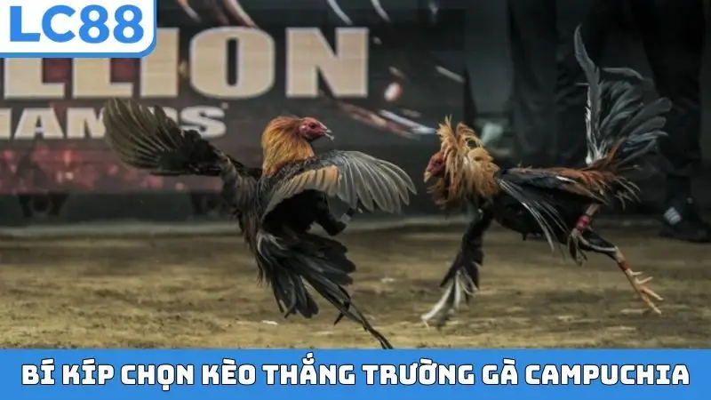 Bí kíp chọn kèo thắng trong trường gà Campuchia