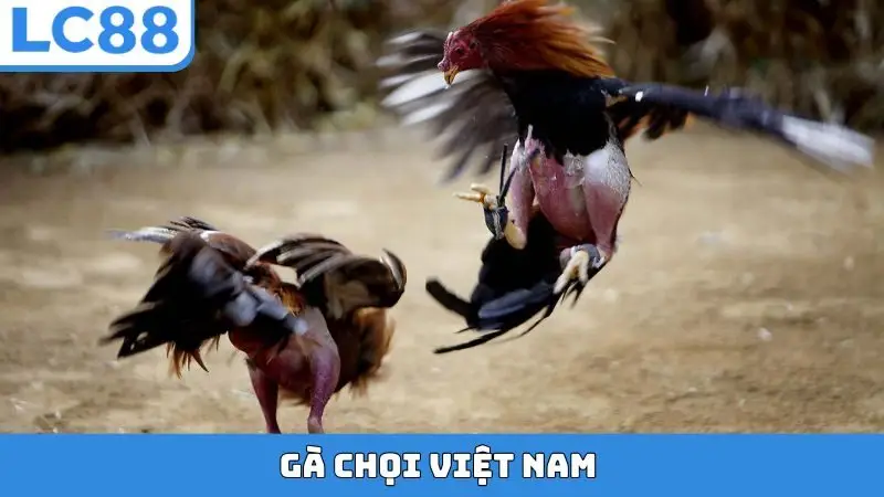 Gà Chọi Việt Nam