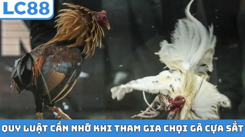 Quy luật cần nhớ khi tham gia chọi gà cựa sắt