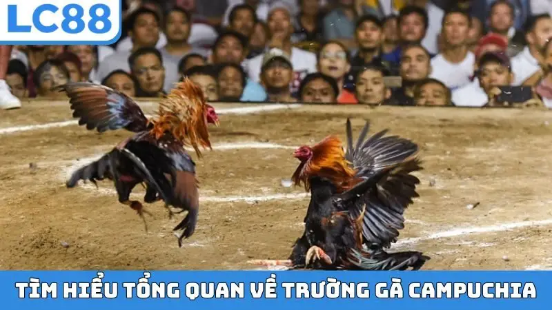 Tìm hiểu tổng quan về trường gà Campuchia
