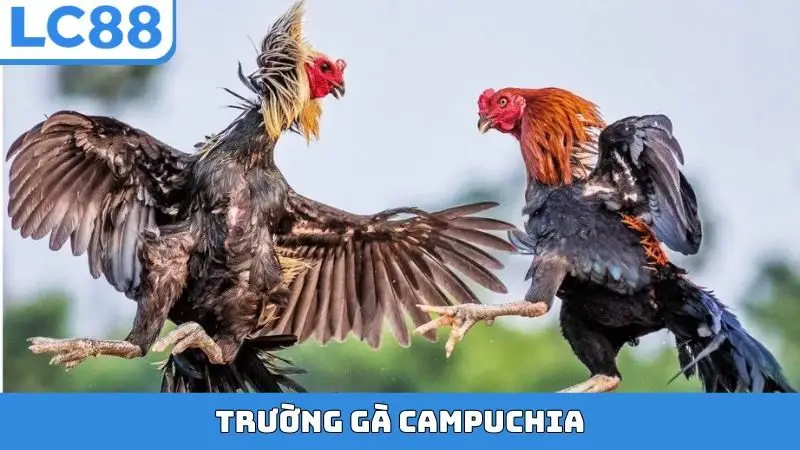Trường gà Campuchia